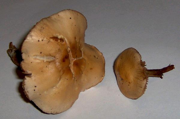 Hebeloma sacchariolens